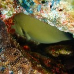 水納島でいとをかし　　　ダイブナッツブログ