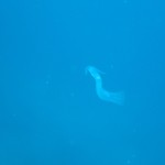 水納島に行ける日が増えてきました☆　　ダイブナッツブログ