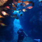 水納の砂地☆瀬底の地系☆　　ダイブナッツブログ