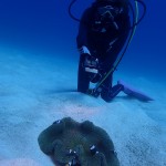 風が強くても天気がナイス過ぎます　　ダイブナッツブログ