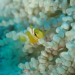 久しぶりの水納島☆　　　ダイブナッツブログ