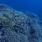 ナッツ号で着後に中ノ瀬＆水納島！　　ダイブナッツブログ