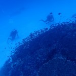 熱すぎる水納島の沖の根達　　ダイブナッツブログ