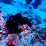 可愛い生物が沢山な水納島と瀬底島☆　　　ダイブナッツブログ