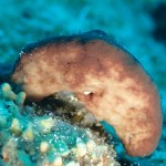 海況悪くてもまったり楽しめる本部の海☆　　ダイブナッツブログ