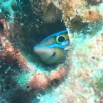 ノンダイバーさん達にはあまり知られていない可愛い生物たち　　　ダイブナッツブログ