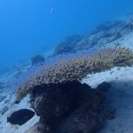 瀬底島と本島沖合のポイントでまったりダイブ♪ ダイブナッツブログ