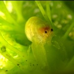 2026年もよろしくおねがいいたします！　　ダイブナッツblog