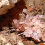 春の兆しが見えてきた本部の海☆　ダイブナッツブログ